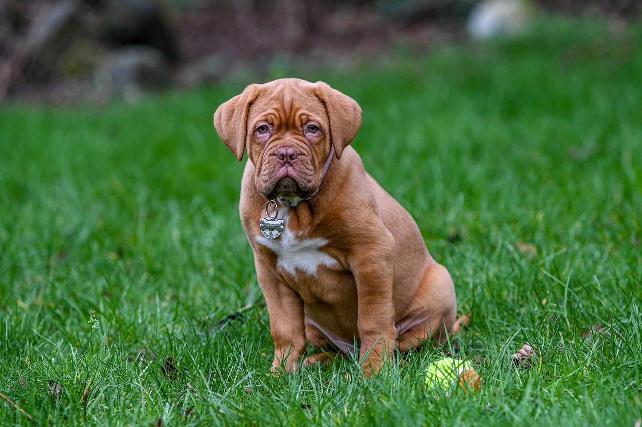 Dogue de bordeaux conosciamo tutto su questo cane molossoide