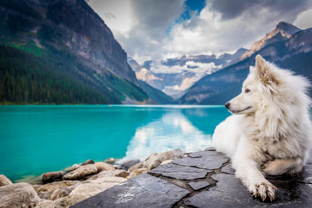 Conosciamo meglio il nostro migliore amico: il cane