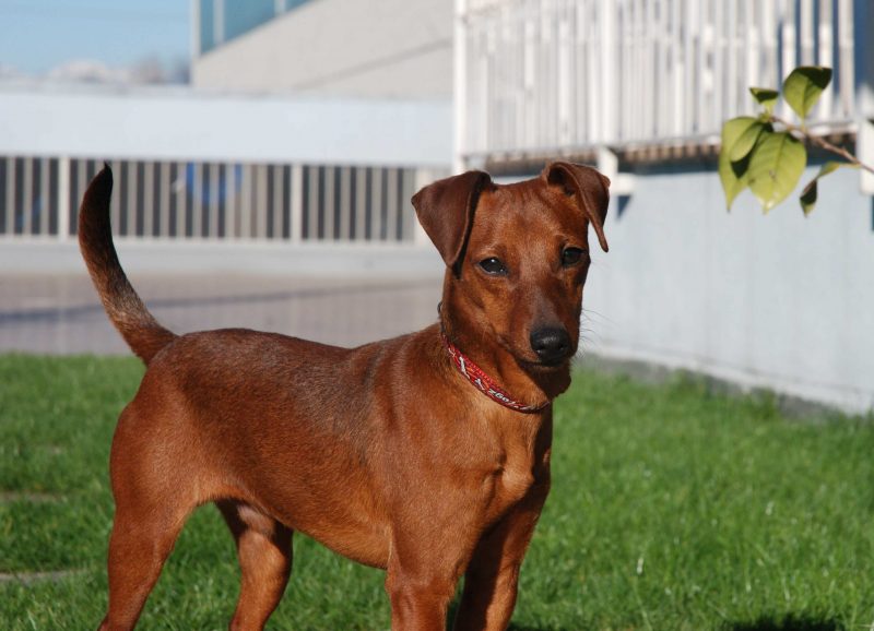 Pinscher: carattere e peculiarità