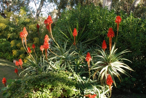Aloe Arborescens: la natura nelle mani del Dr. Aloes