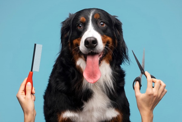 Come prendersi cura del pelo del tuo cane: la toelettatura personalizzata per mantenerlo splendente