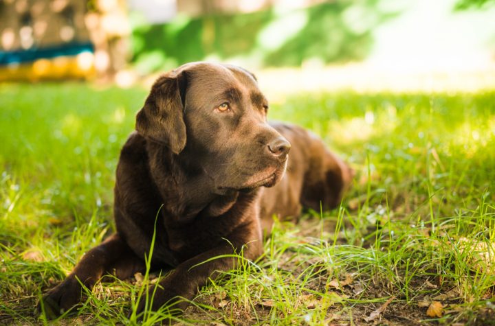 Cosa non far fare a un cane con l'artrosi